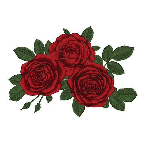 Royalty Free Red Rose Bouquet Clip Art Vector Images