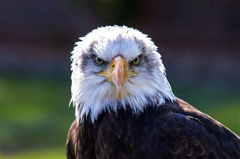 Face To Face With Grimly Looking Bald Eagle Stock Photo Image Of