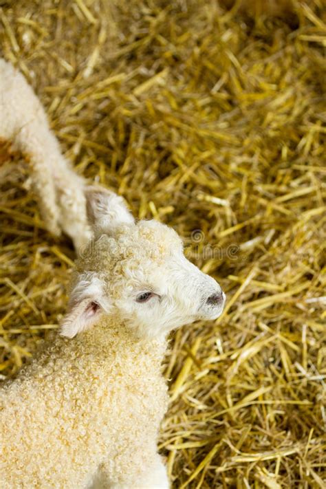 Sheep And Her Newborn Lamb Stock Image Image Of Lamb 52458629