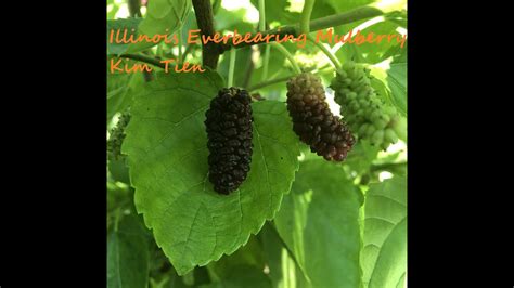 Illinois Everbearing Mulberry Tree In Seattle Pnw Gardening Youtube