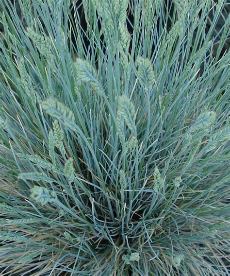 Festuca Glauca Intense Blue 5 Litre Evergreen Grasses Backyard