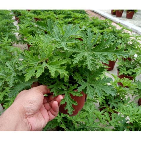 Bunga yang cantik sedap mata memandang. Anak Pokok Halau Nyamuk Pokok Herba Palargonium Graveolens ...