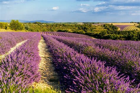 Lavender Fields Near Plateau Valensole In Provence France Stunning