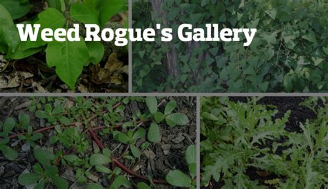 雑草ローグのギャラリーです。 この夏、庭を侵食する雑草ワースト14 Historia Online