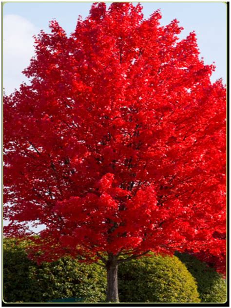 Autumn Blaze Red Maple Maple Tree 4 To 5 Feet Bare Root Trees Etsy