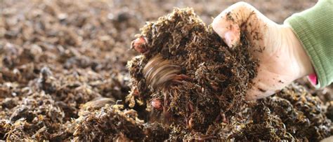 Vermicompost Worm Farm Farm Red Worm Composting