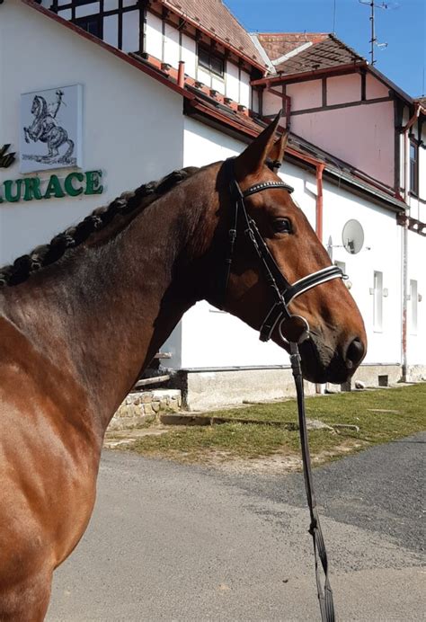 Koně Na Prodej Horses For Sale Jezdecký Klub Mariánské Lázně