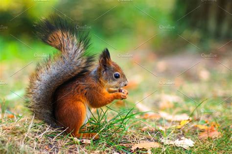 Cute Red Squirrel Autumn Fall Leaves Close Up High Quality Stock