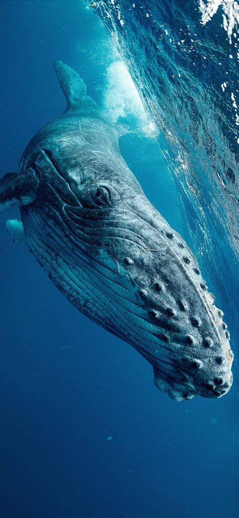 Top More Than 73 Blue Whale Wallpaper Iphone Best Vn