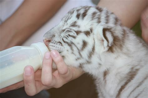 All Brown Eyes C Is For Baby White Tiger Cub