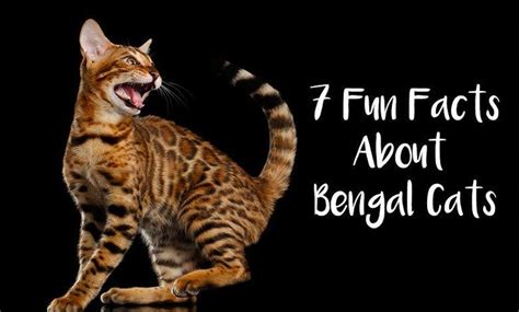 7 Fun Facts About Bengal Cats Bengal Cat Cat Colors