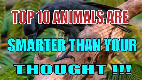 Top 10 Most Intelligent Animals That Are Smarter Than You Thought Youtube