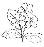 Risultati immagini per sagome fiori fiori disegnati da colorare fiori da stampare fiori. Disegni da colorare di fiori, FIORI da colorare