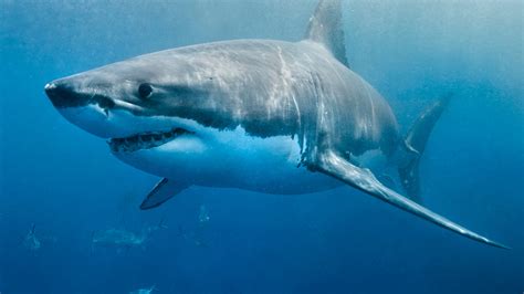 Great White Shark Cabot Surfaces Off Delaware