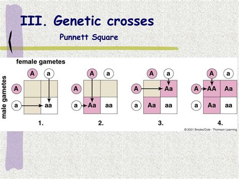 Trihybrid Cross Aabbcc X Aabbcc Punnett Square Punnett Square