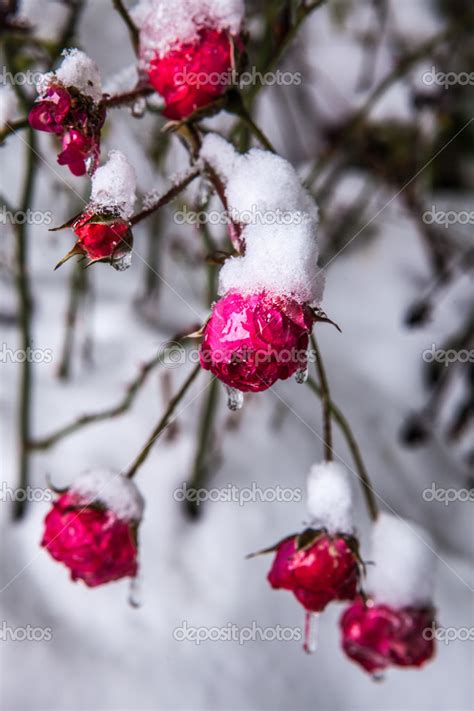 Roses In The Snow Stock Photo By ©innervision 14491575