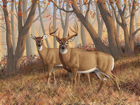 Whitetail Deer Painting Fall Flame Painting By Crista Forest Fine