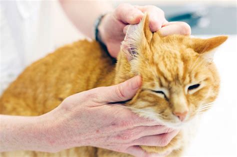 How Do Cats Get Ear Mites The Daily Cat
