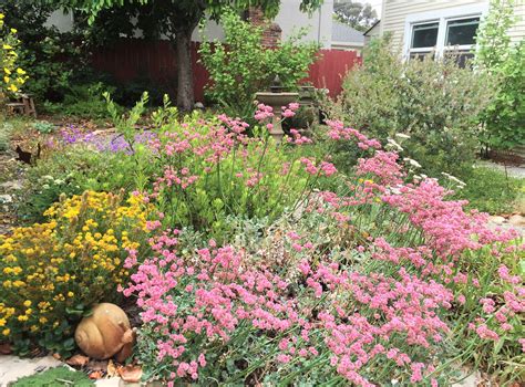 How To Use California Native Plants In The Garden — Studio1515napa