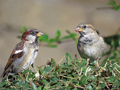 House Sparrows Wildlife Nature House Sparrow Wildlife