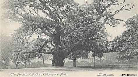 The Allerton Oak Legends Of Liverpools 1000 Year Old Tree Bbc News