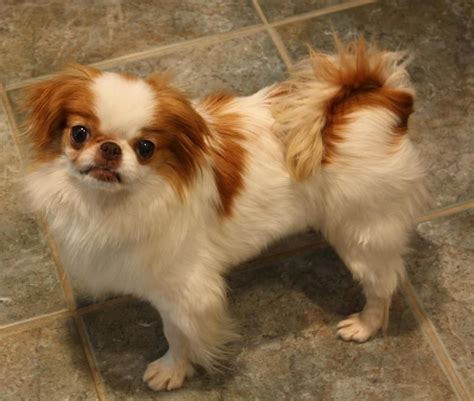 Can Japanese Chin Be White