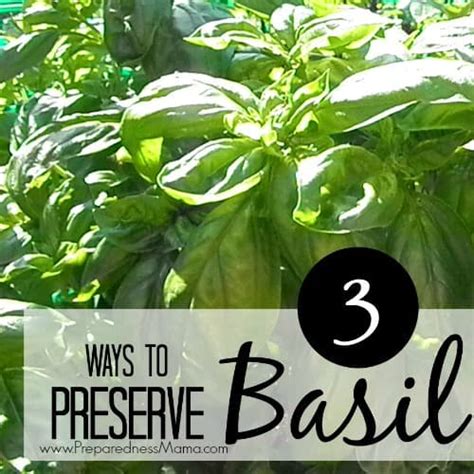 How To Preserve Basil With 3 Simple Tips Preparedness Mama