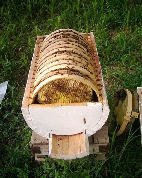Pinterest Pin It Friday Bee Hives Are Cool Luckey Bee Farms Top