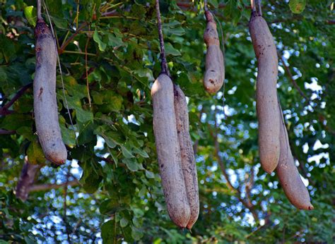 Facts We Bet You Didnt Know About The Sausage Tree Africa Geographic