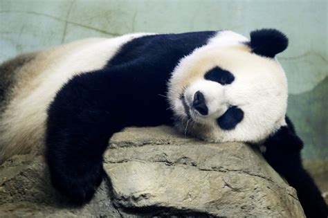 Giant Panda Gives Birth To 2 Cubs At National Zoo The Washington Post