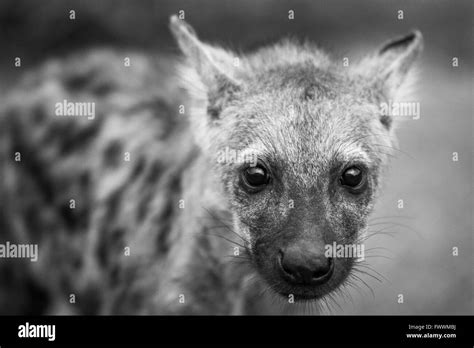 Spotted Hyena Cub Starring In Black And White In The Kruger National