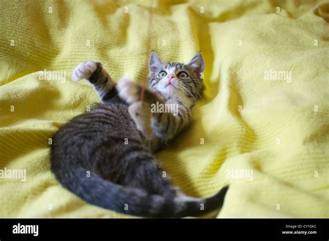 Europäisches Kurzhaar Kätzchen Fotos Und Bildmaterial In Hoher Auflösung Alamy