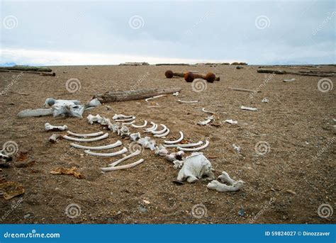 Walrus Skeleton On The Pebble Stone Shore Svalbard Stock Image Image