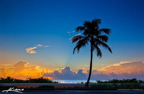 Coconut Tree Sunrise At Palm Beach Island Florida