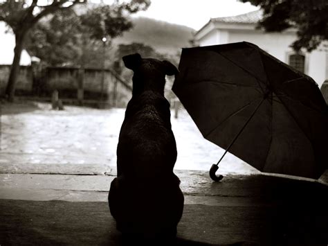 Black Dog Sad Rain Picture Wallpapers Hd Desktop And Mobile Backgrounds