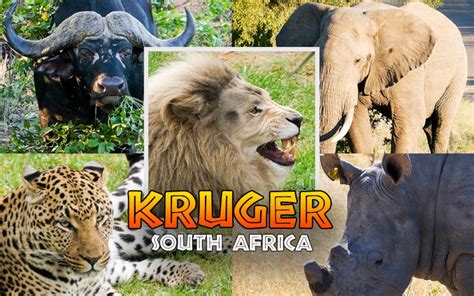 Guide To Game Driving In Kruger National Park South Africa Just