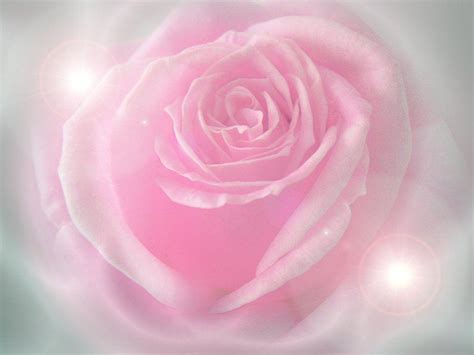 Light Pink Roses Wallpapers Top Free Light Pink Roses Backgrounds WallpaperAccess