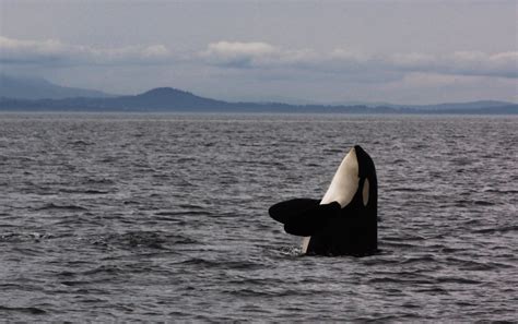 Orca Spyhopping Off The Coast Of Victoria Bc Jonathan E Shaw Flickr