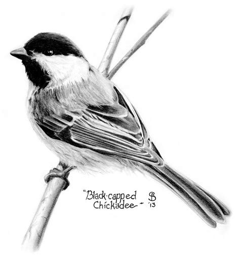 Pencil Drawings — Sean Blackford Art In 2020 Bird Drawings Chickadee
