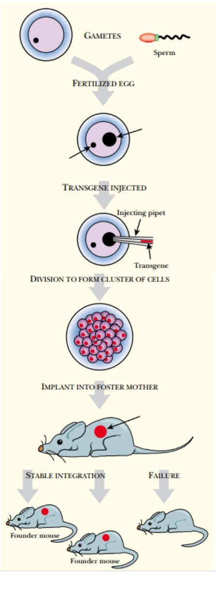 (2008) genetically modified organisms (gmos): Transgenic Animals| Procedure| Techniques