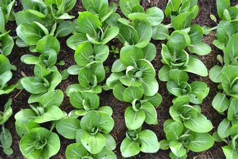 How To Grow Baby Bok Choy Pak Choi Saras Kitchen Garden