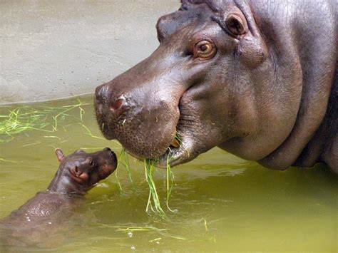 Hippo And Baby