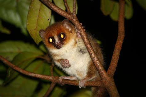 You will only see the lemur in its natural habitat: Lemurs are weird because Madagascar's fruit is weird