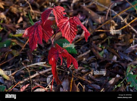 Fall Colors Hi Res Stock Photography And Images Alamy