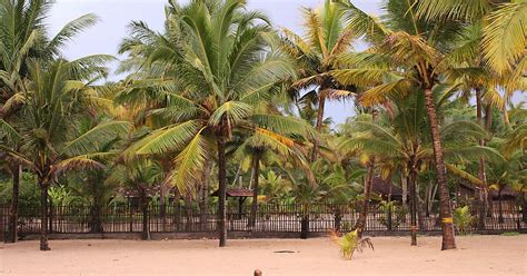 Marari Beach In Kerala Sygic Travel