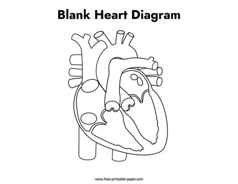 Blank Heart Diagram Free Printable