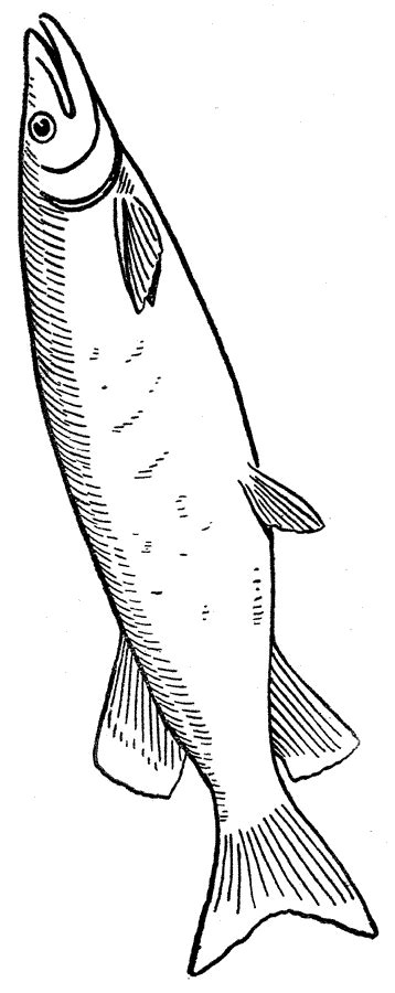fish coloring pages  coloring pages