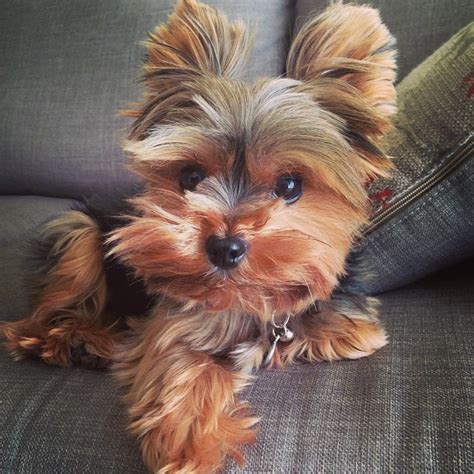 20 Small Dog Breeds That Are The Cutest Creatures On The