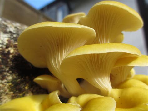 How To Grow Oyster Mushrooms The Ultimate Step By Step Guide Grocycle