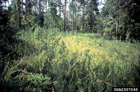 Chinese Lespedeza Nonnative Invasive Plants Of Southern Forests A